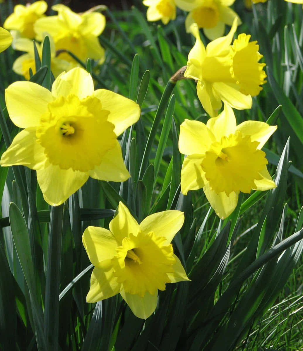 Near Fading Daffodils