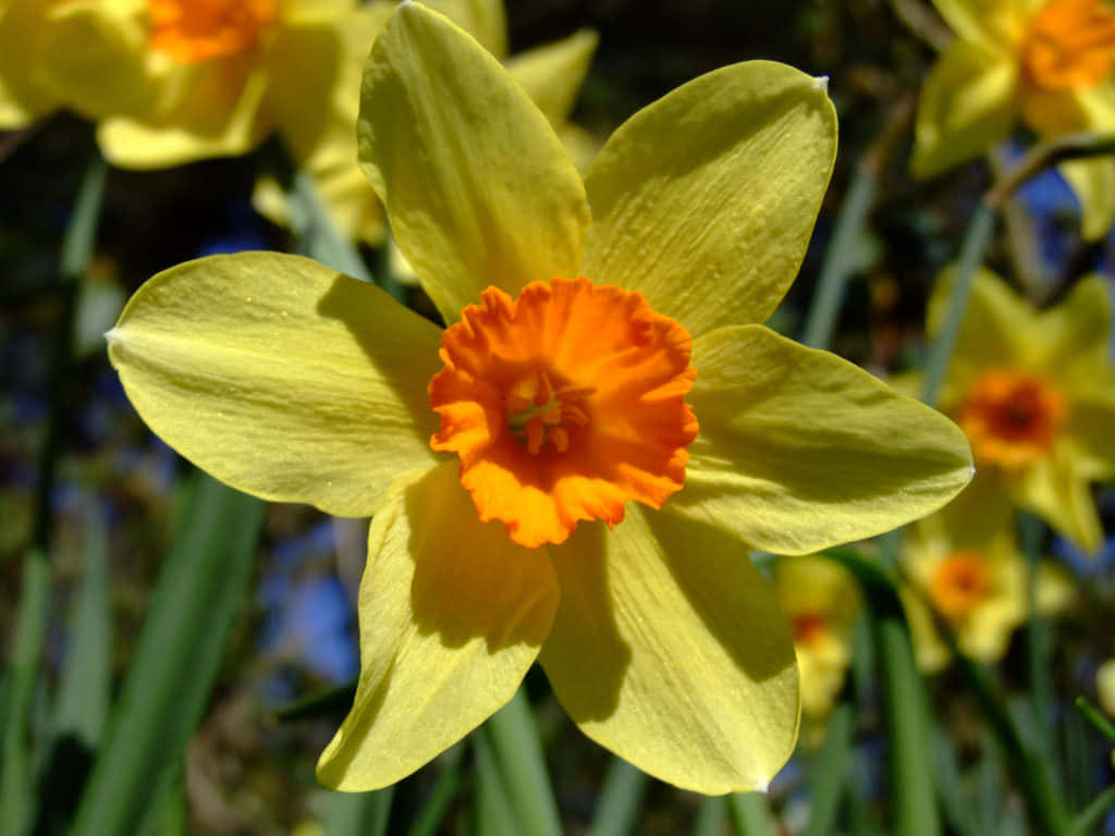 A bright and cheerful Daffodil in full bloom against a sunny background.