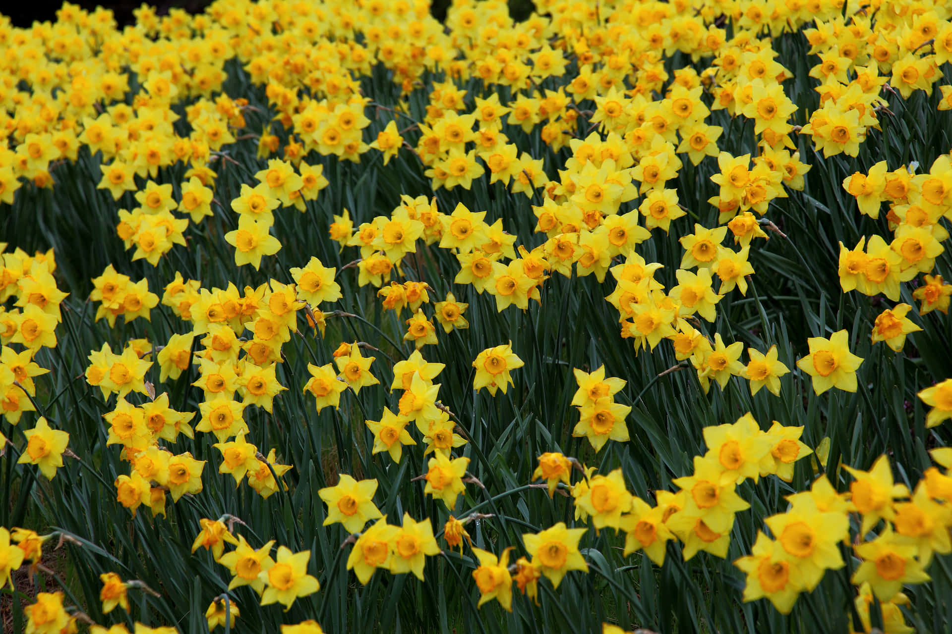Helleund Lebendige Gelbe Osterglocken In Voller Blüte