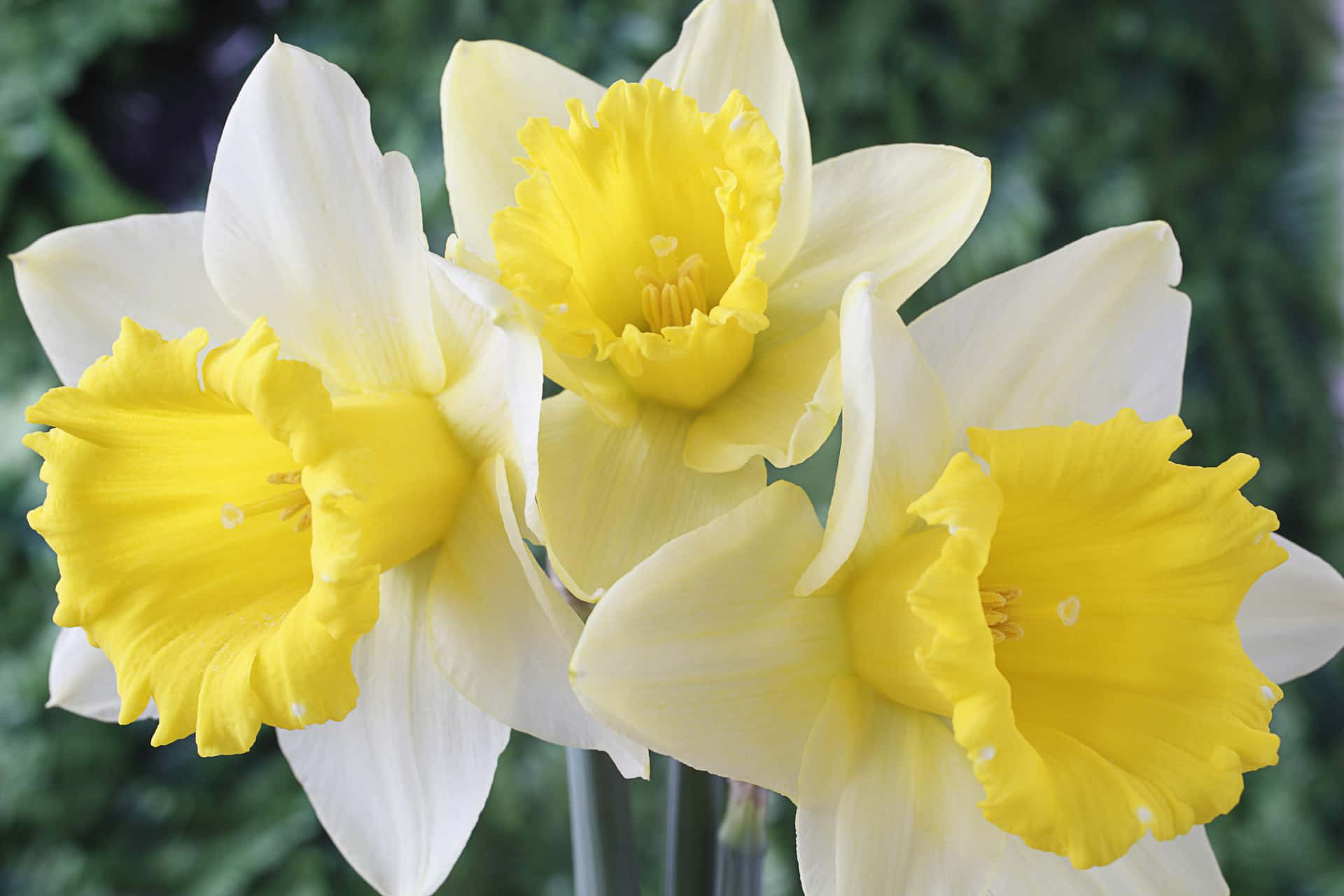 Etsmukt Daffodille-marker I Fuldt Flor.