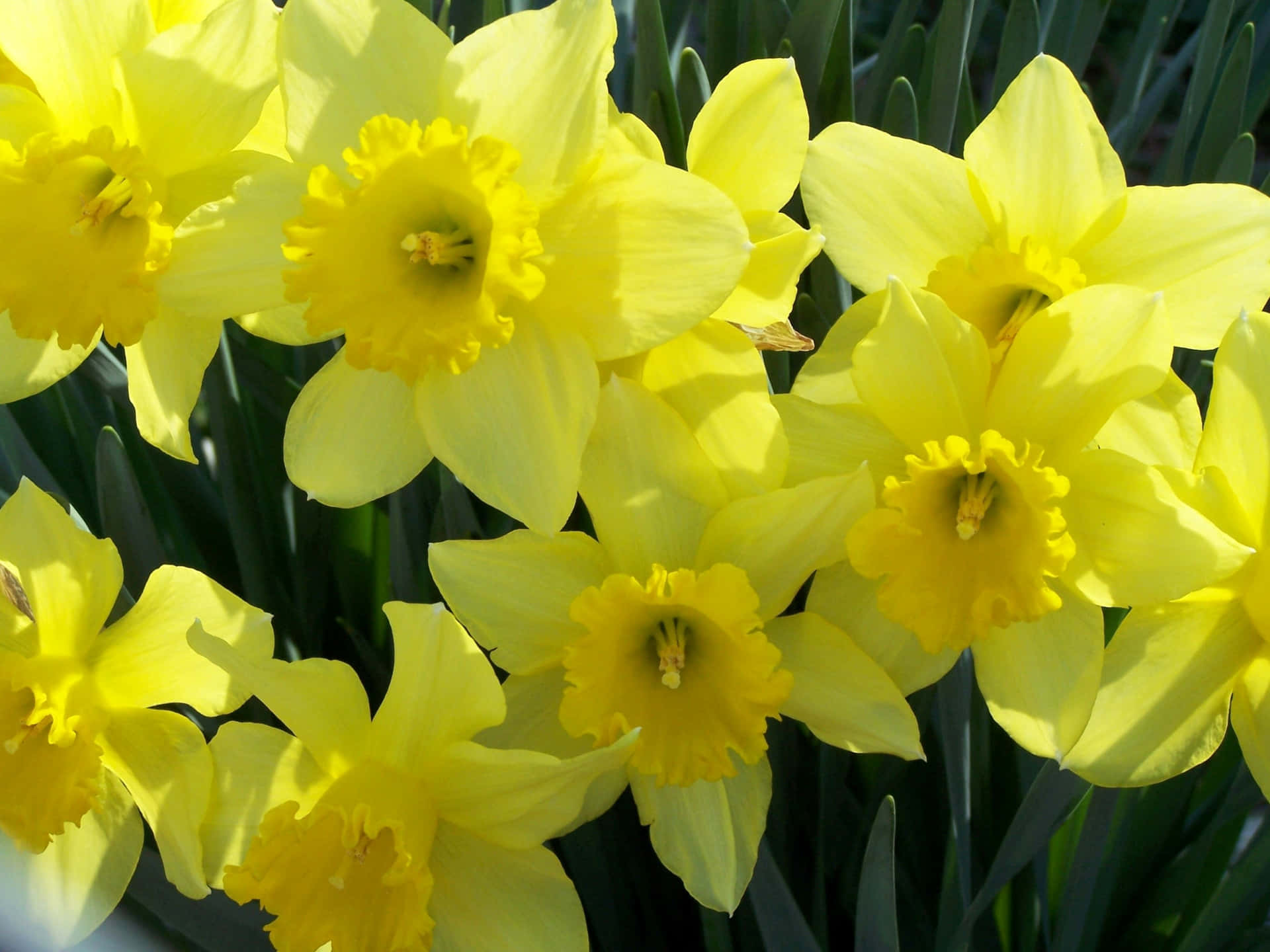 A blooming daffodil in full glory