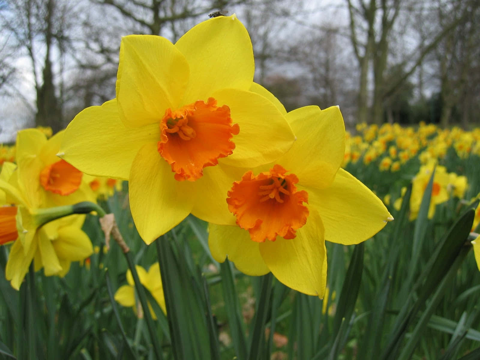 A beautiful, yellow daffodil flower with tinge of orange on the edge of its petals