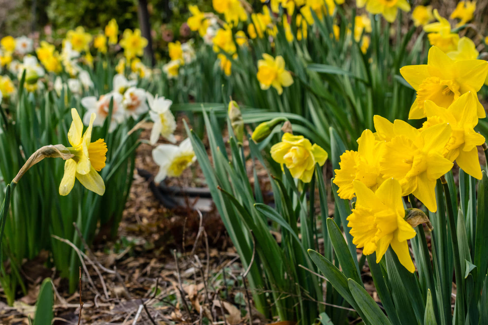 Beautiful Daffodils Illuminate the Landscape