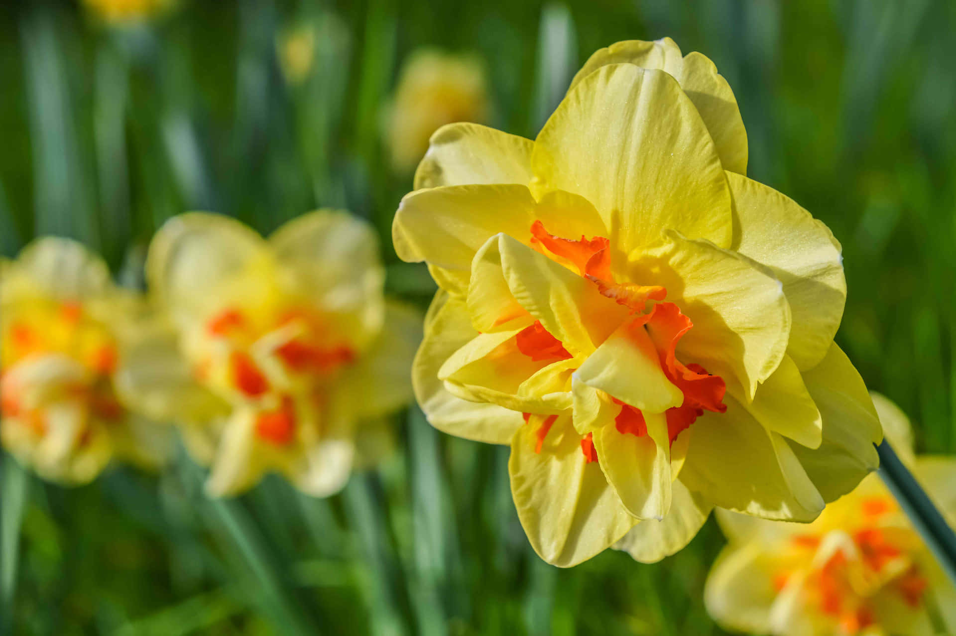 A bright sunlit yellow daffodil in full bloom