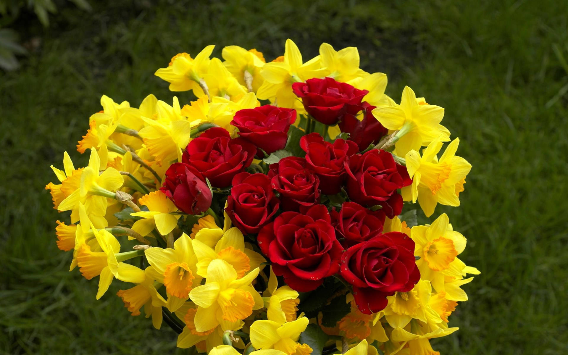 Daffodils And Roses Flower Desktop