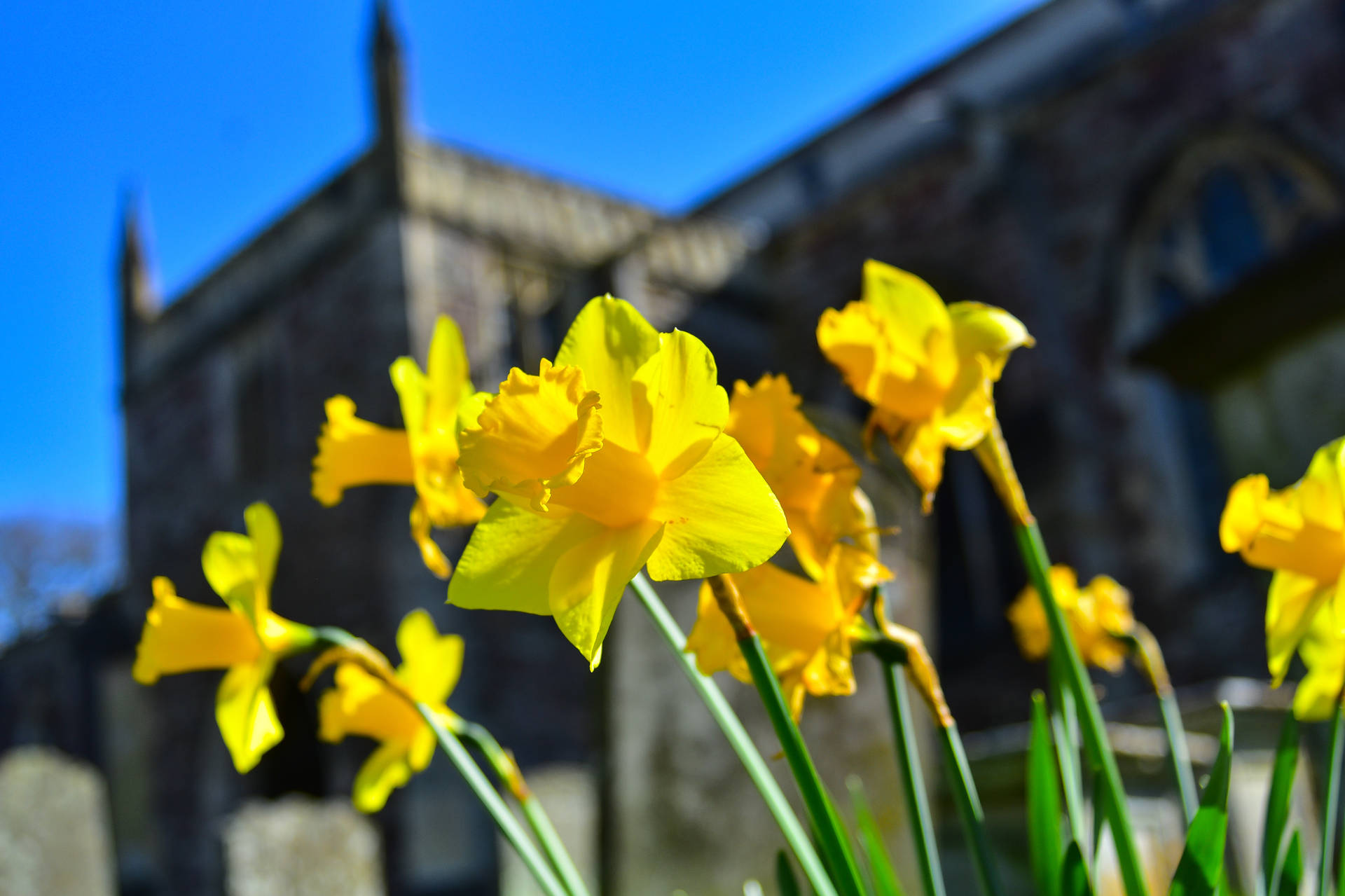 Daffodils At Blurred Castle Wall