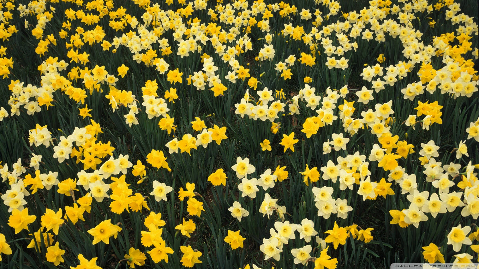 Daffodils In Louisville, Kentucky Wallpaper