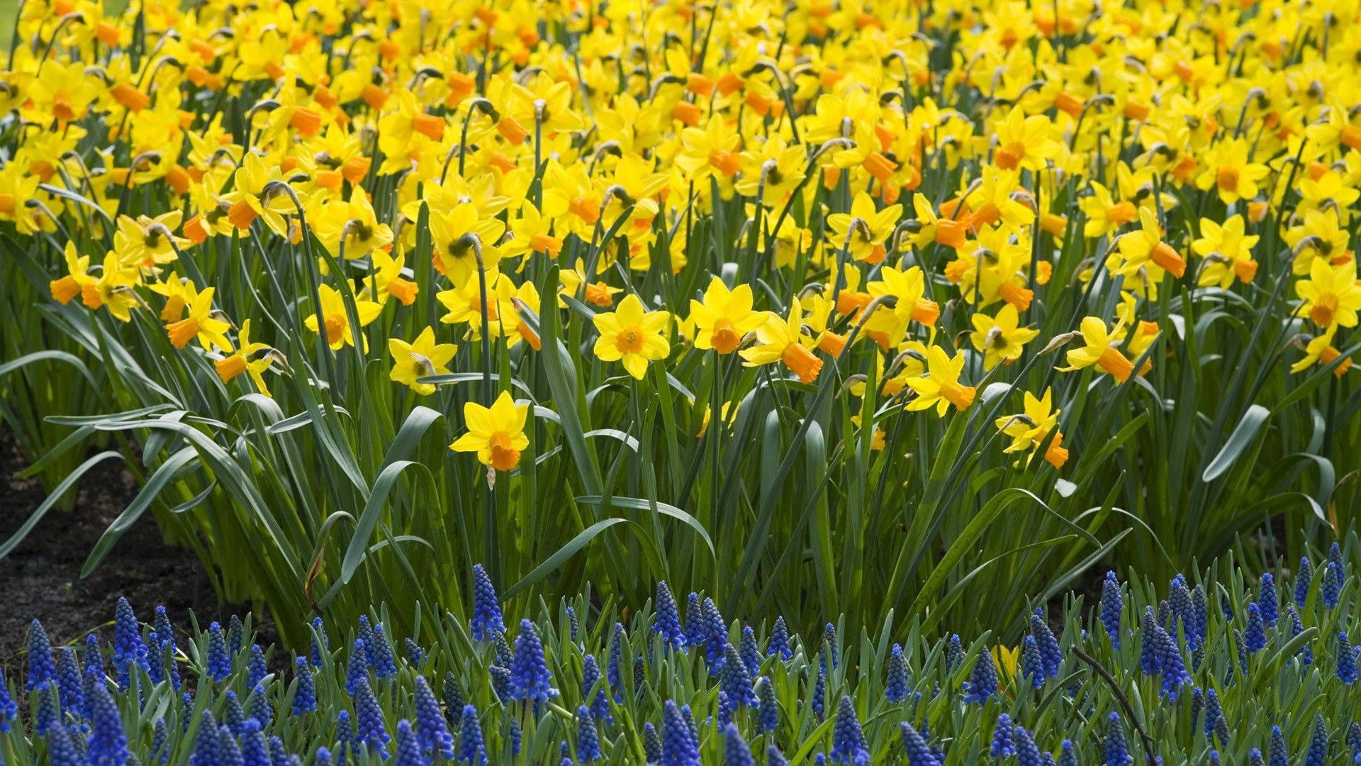 Daffodils Near Muscari Plants