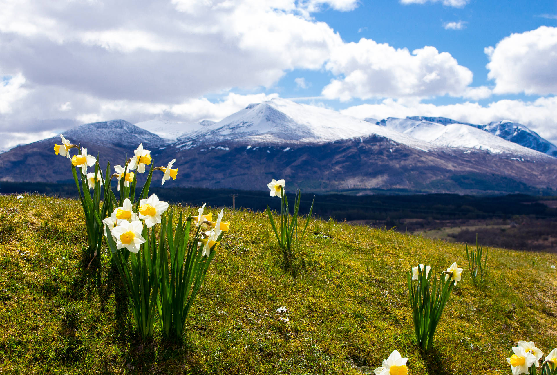 Daffodils Near Snowy Blue Mountains