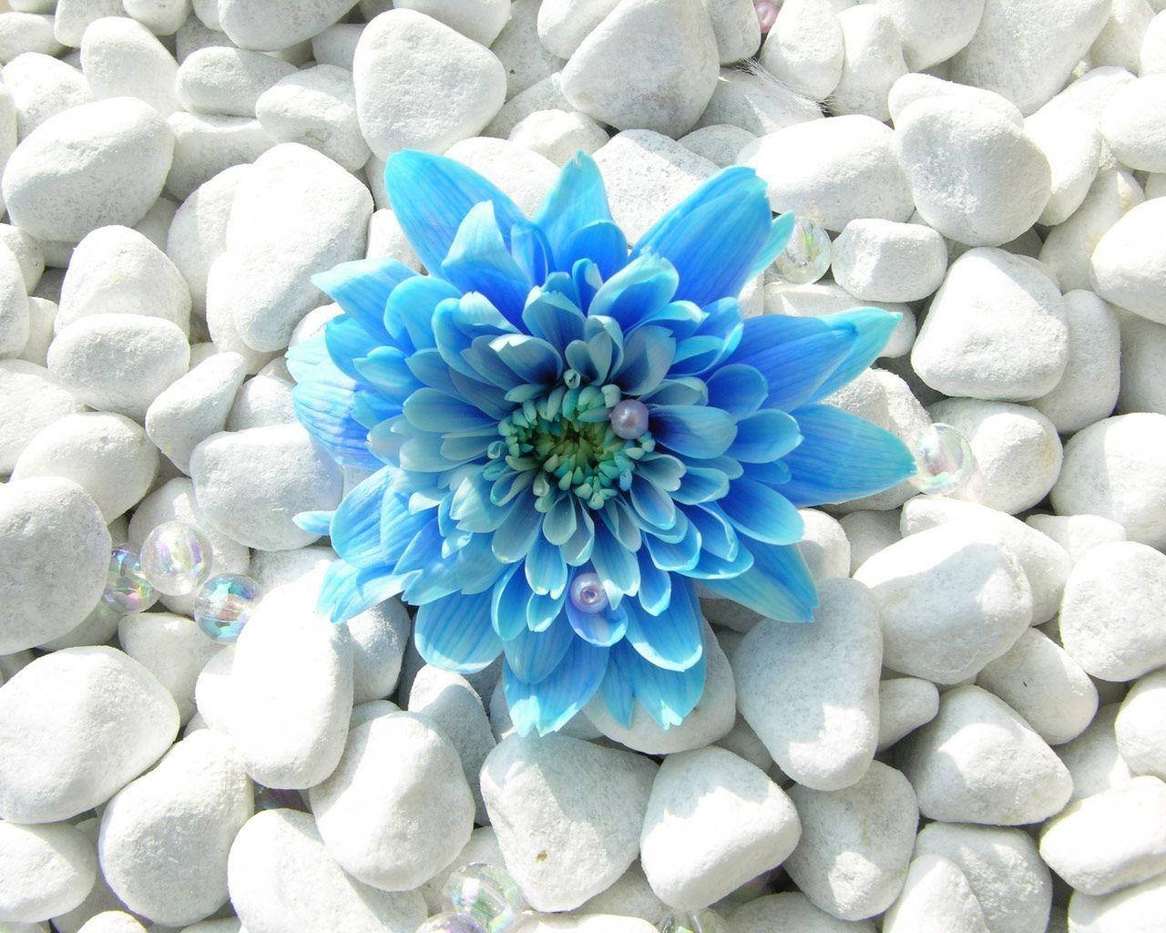 Dahlia Blue Flower With White Stones Wallpaper
