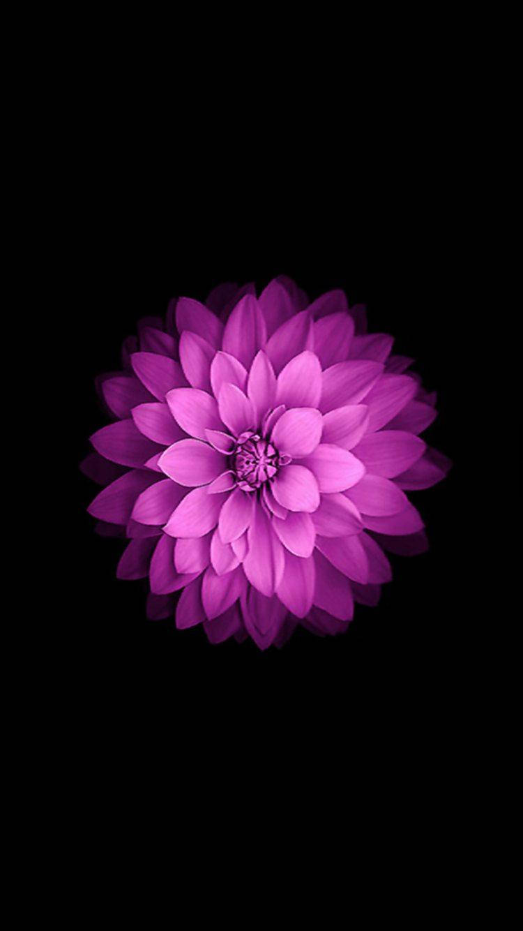 Download Dahlia Flower Iphone Se Wallpaper 