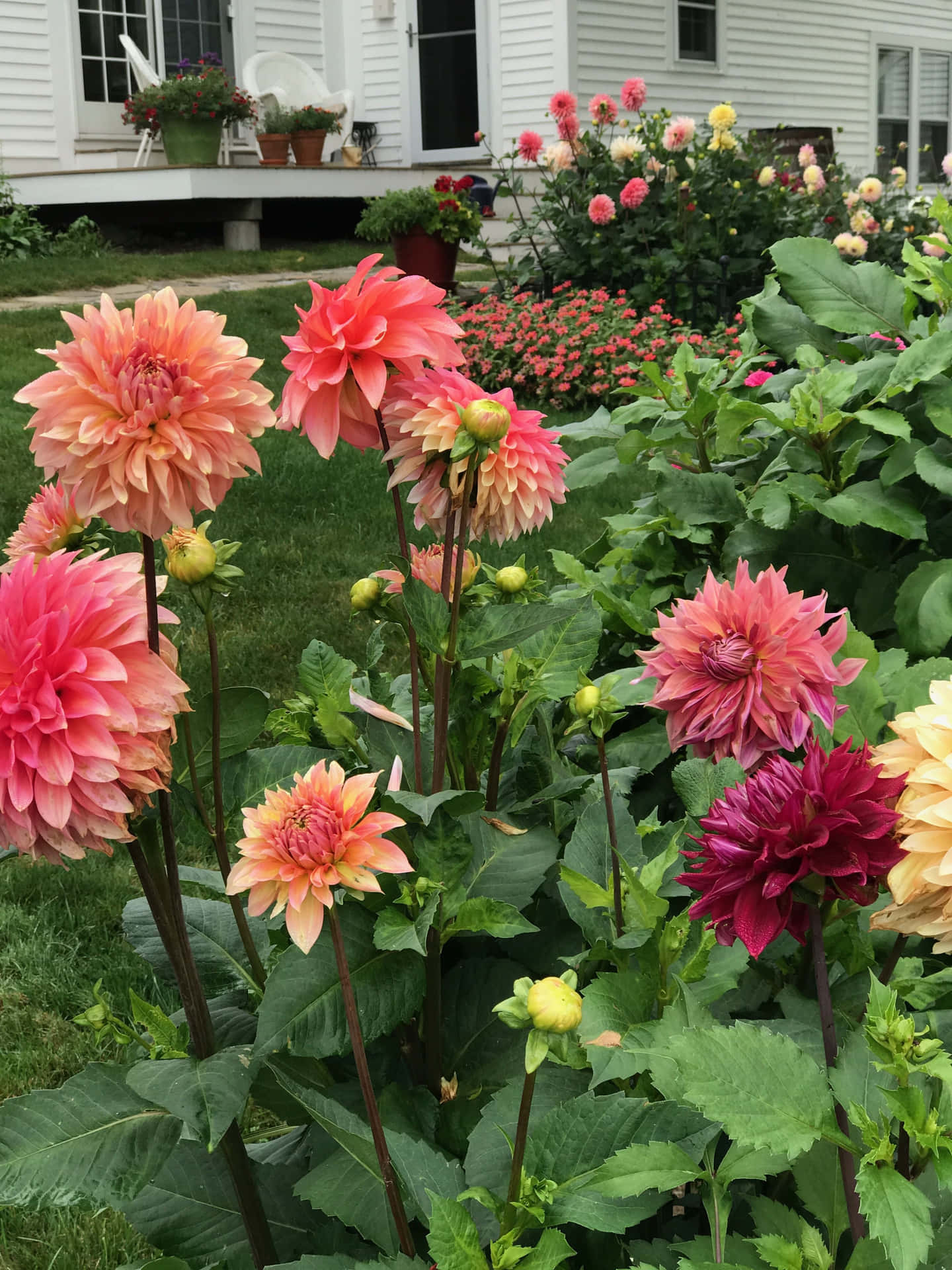 Bright and colourful Dahlia flower bask in the sun.