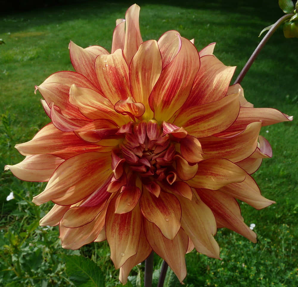 Colorful Dahlia Flowers Blooming in the Garden