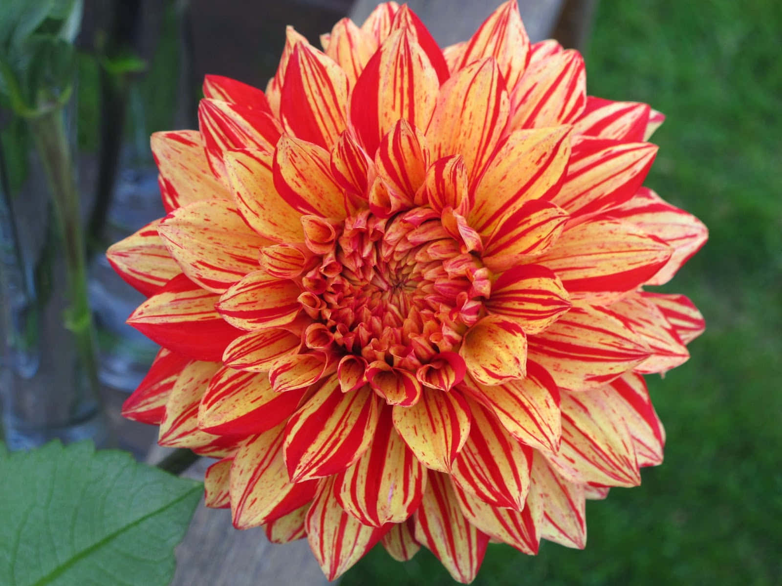 A delicate and intricate Dahlia flower