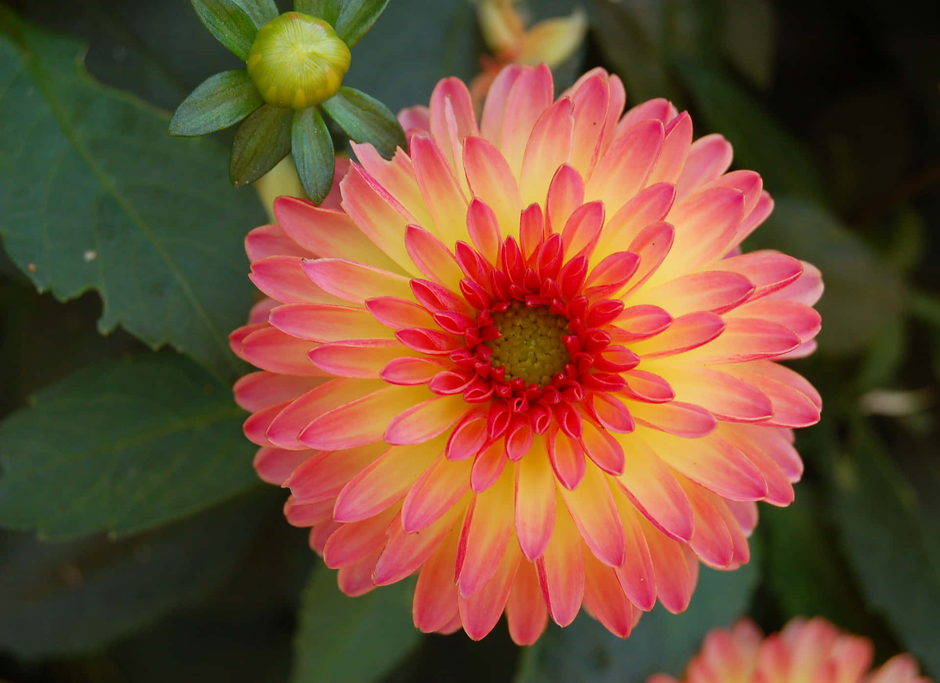 The Multi-Colored Beauty Of Dahlias