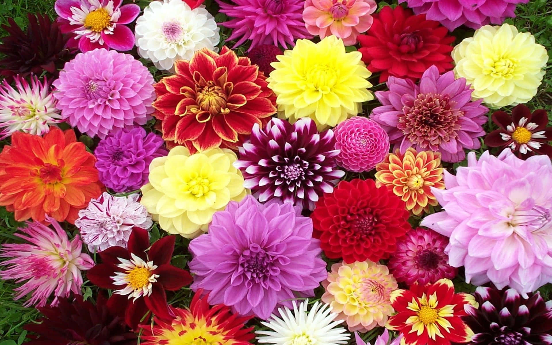 Dahlias In A Variety Of Colors And Sizes