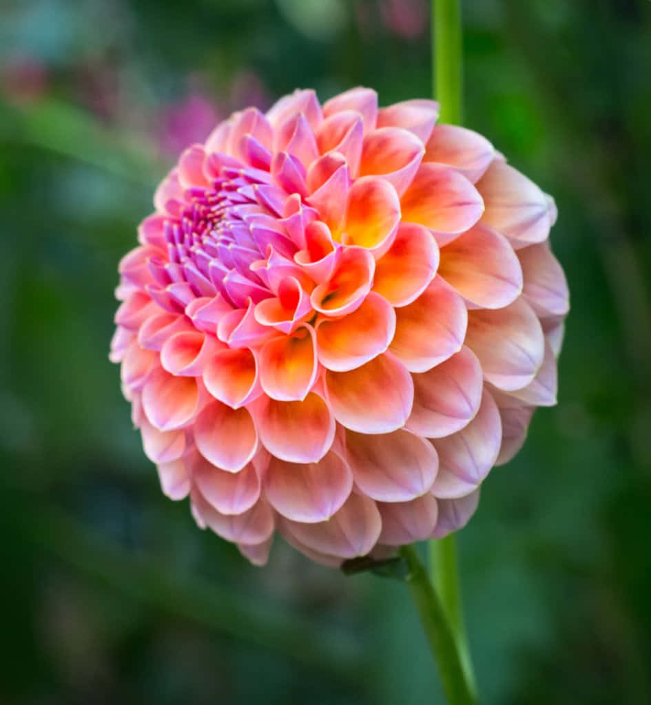 Bright, vibrant Dahlia flower