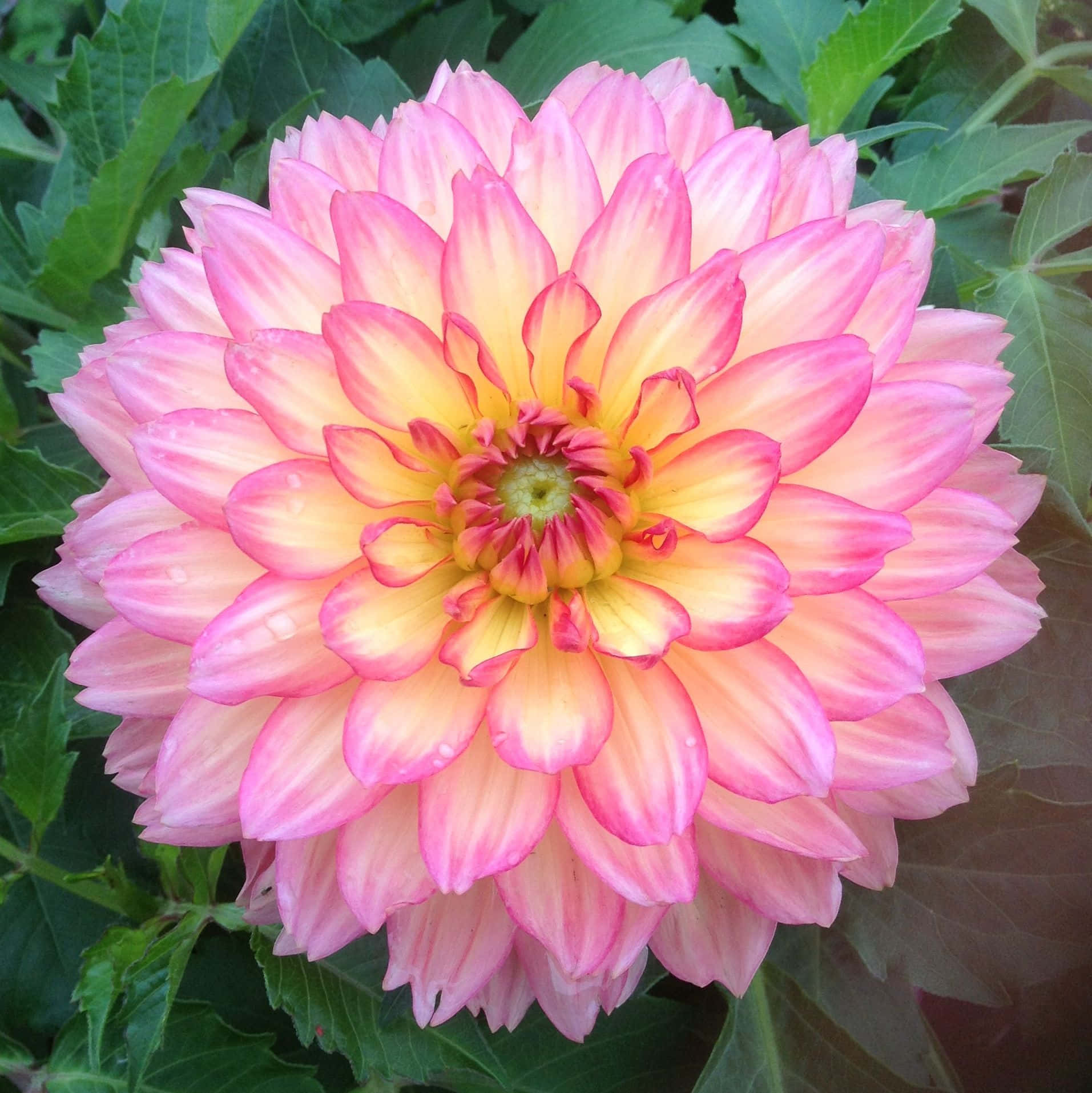 A Pink And Yellow Dahlia Flower In A Garden