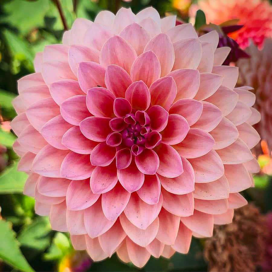 Fantastisksmuk Pink Og Orange Dahlia Blomst.