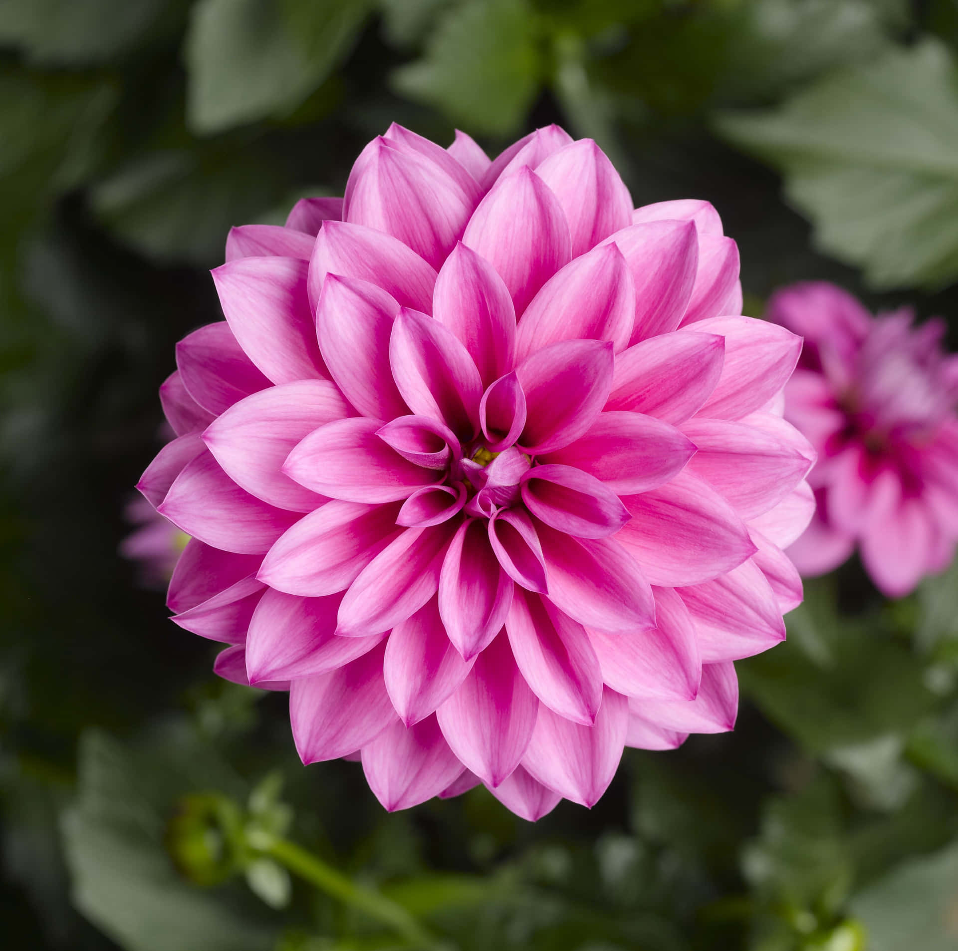 Bright and Colorful Dahlia Flower
