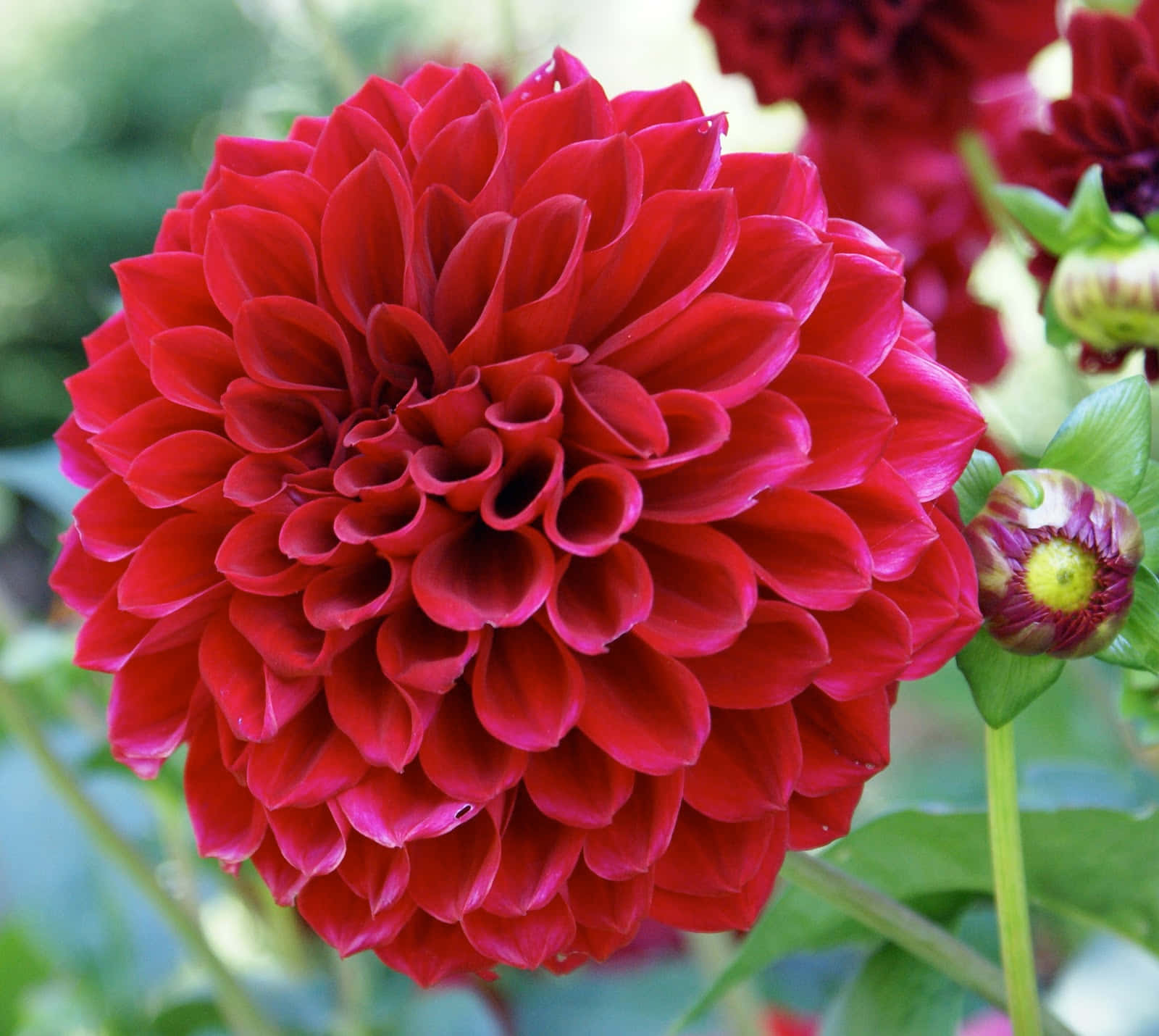 A Red Dahlia Flower With Green Leaves