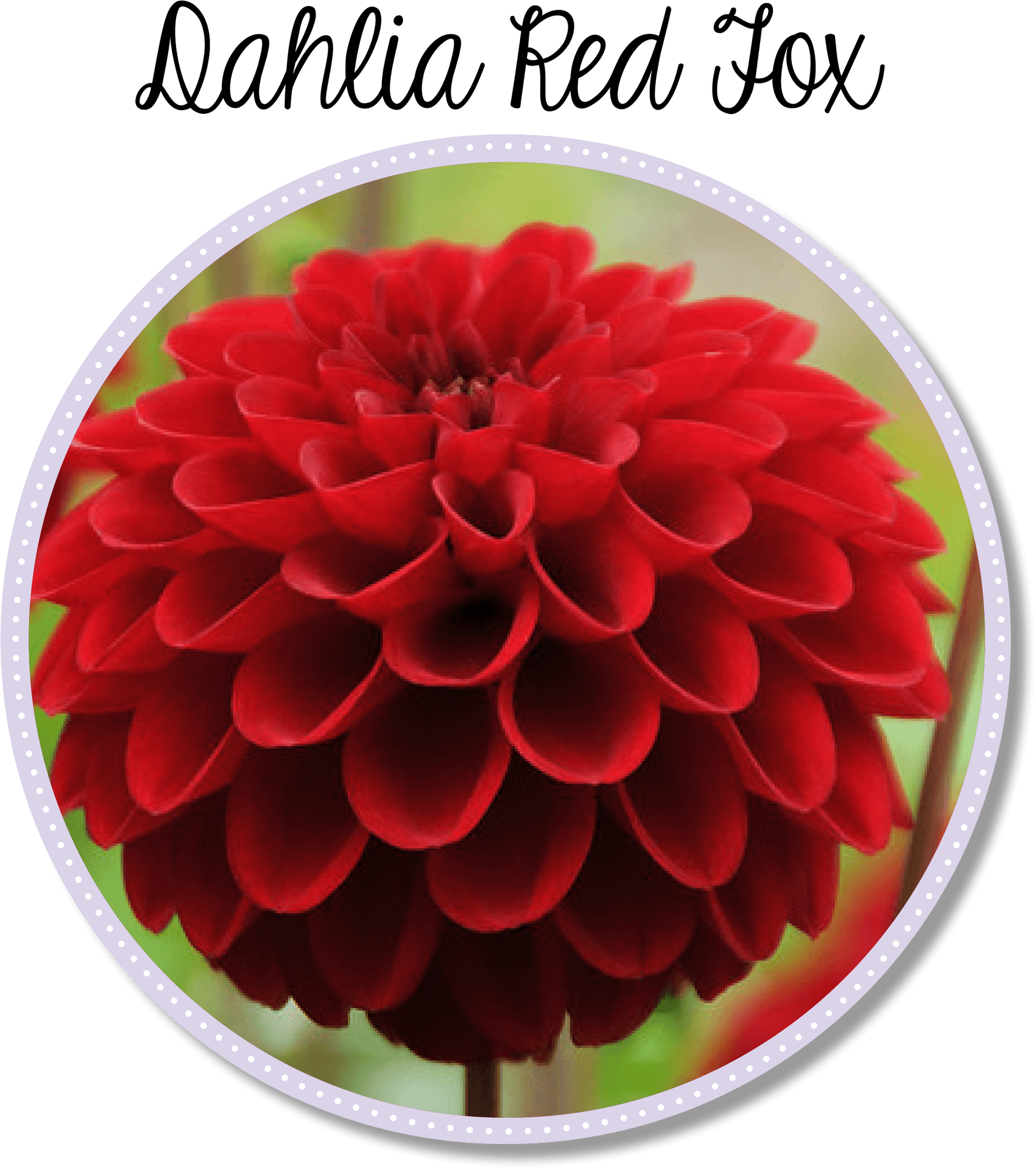 Dahlia Red Fox Flower PNG