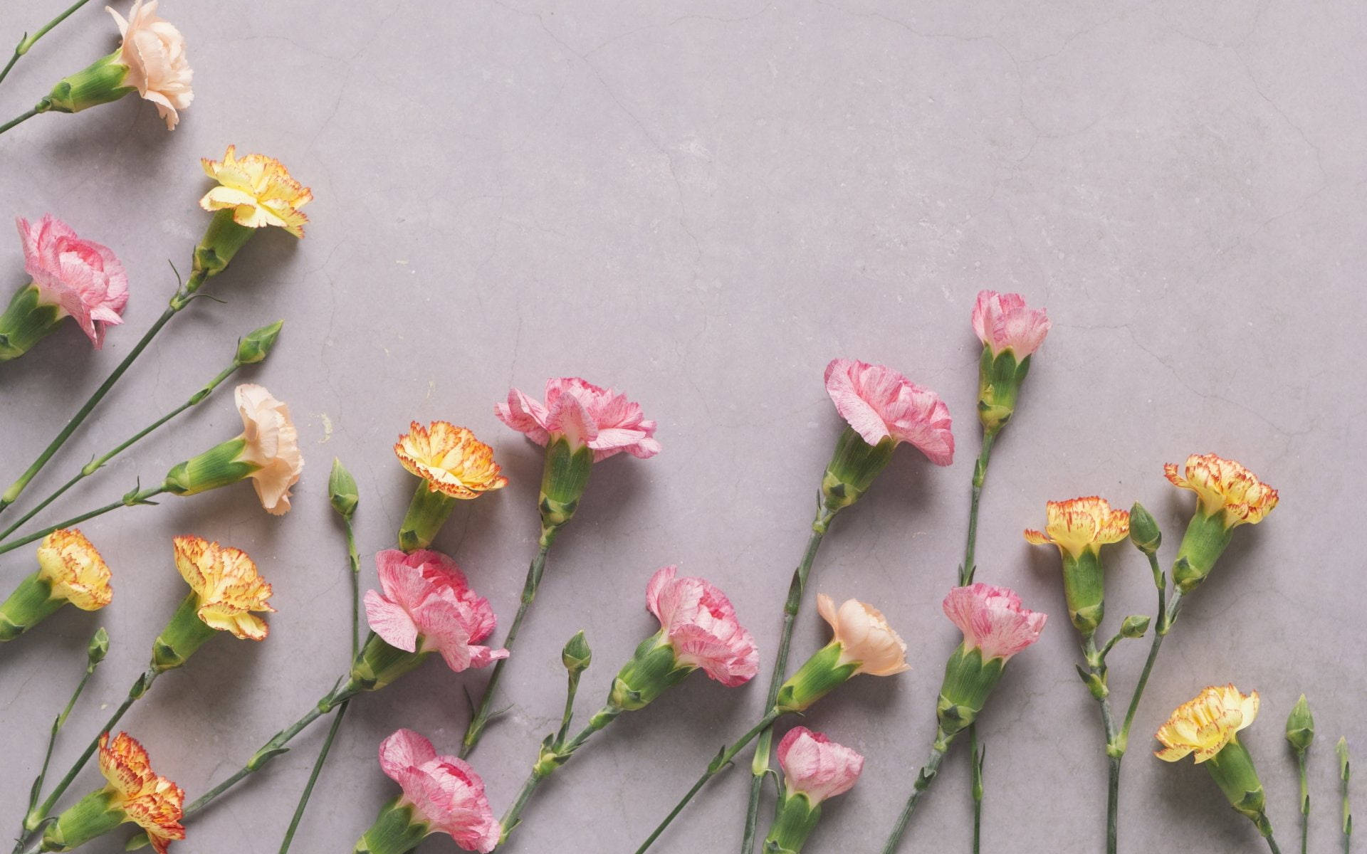 Dainty Carnations Baggrund Wallpaper