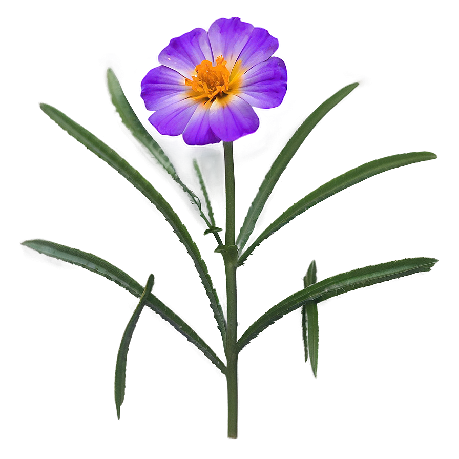 Dainty Marigold Png 06252024 PNG