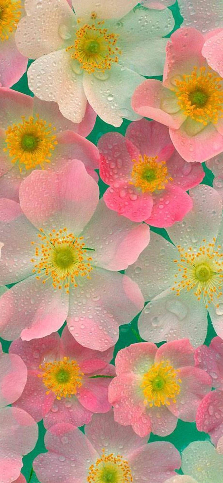 Zarterosa Und Weiße Blumen Auf Dem Handy Wallpaper