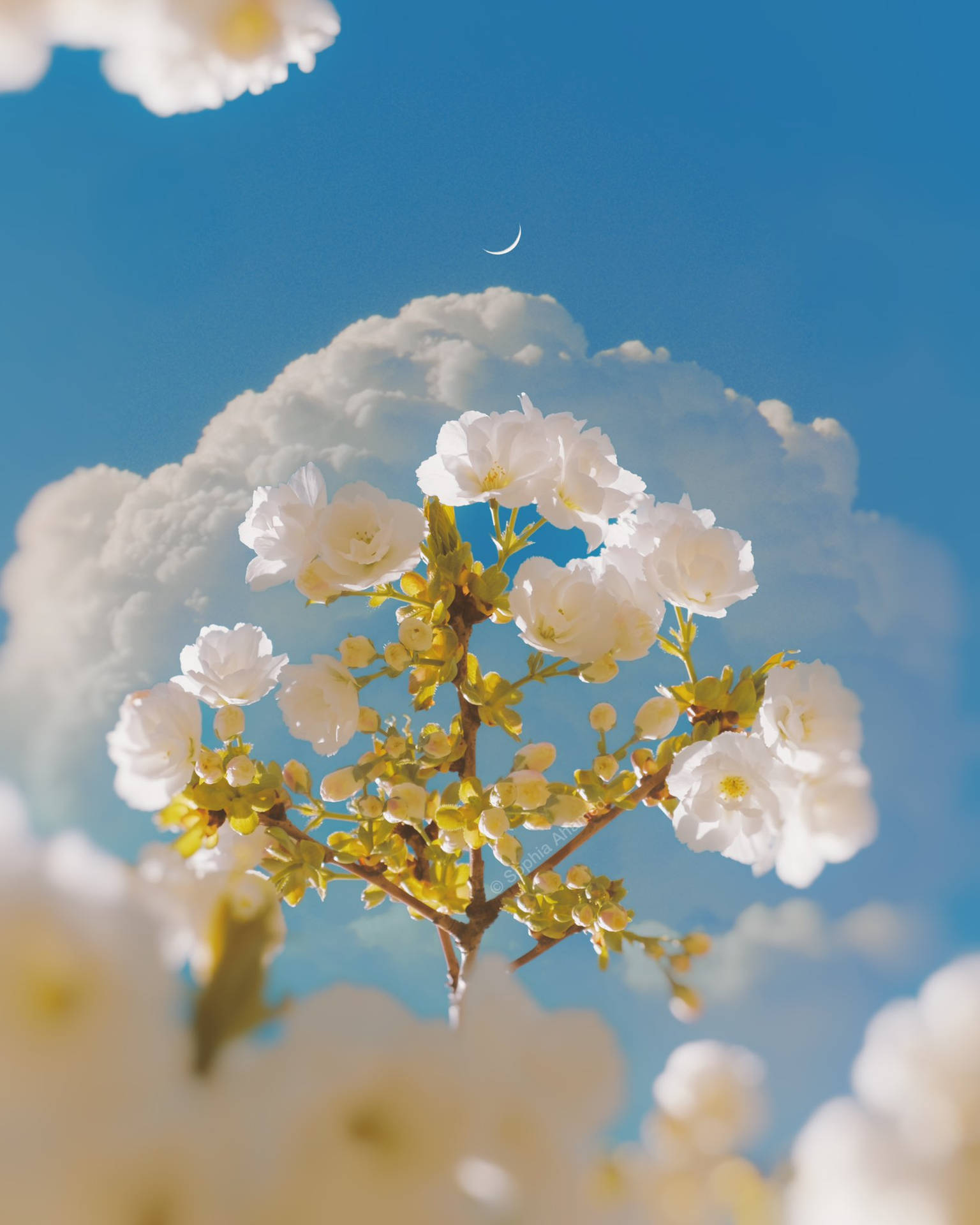 Wallpaper - Dainty hvide blomst til søde iPhone-tapet Wallpaper