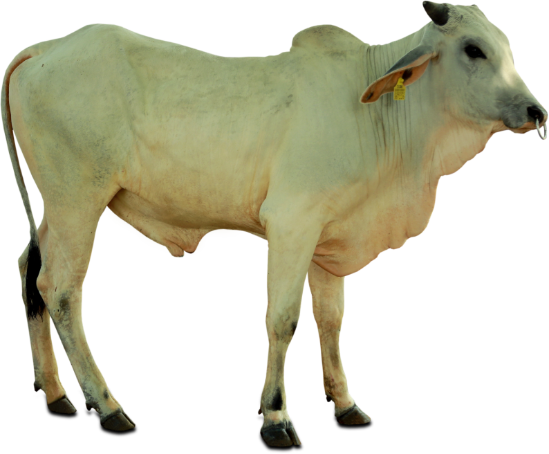 Dairy Cow Standing Profile PNG