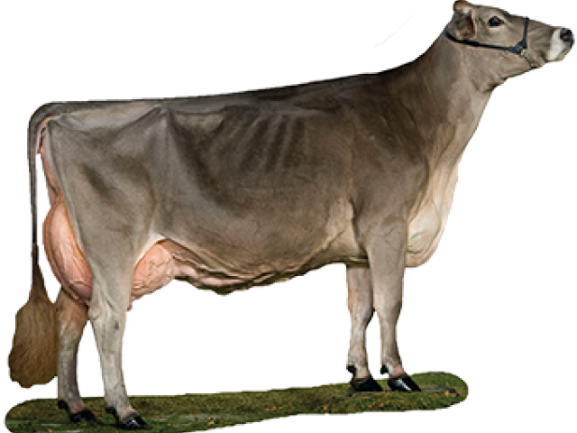 Dairy Cow Standing Profile PNG