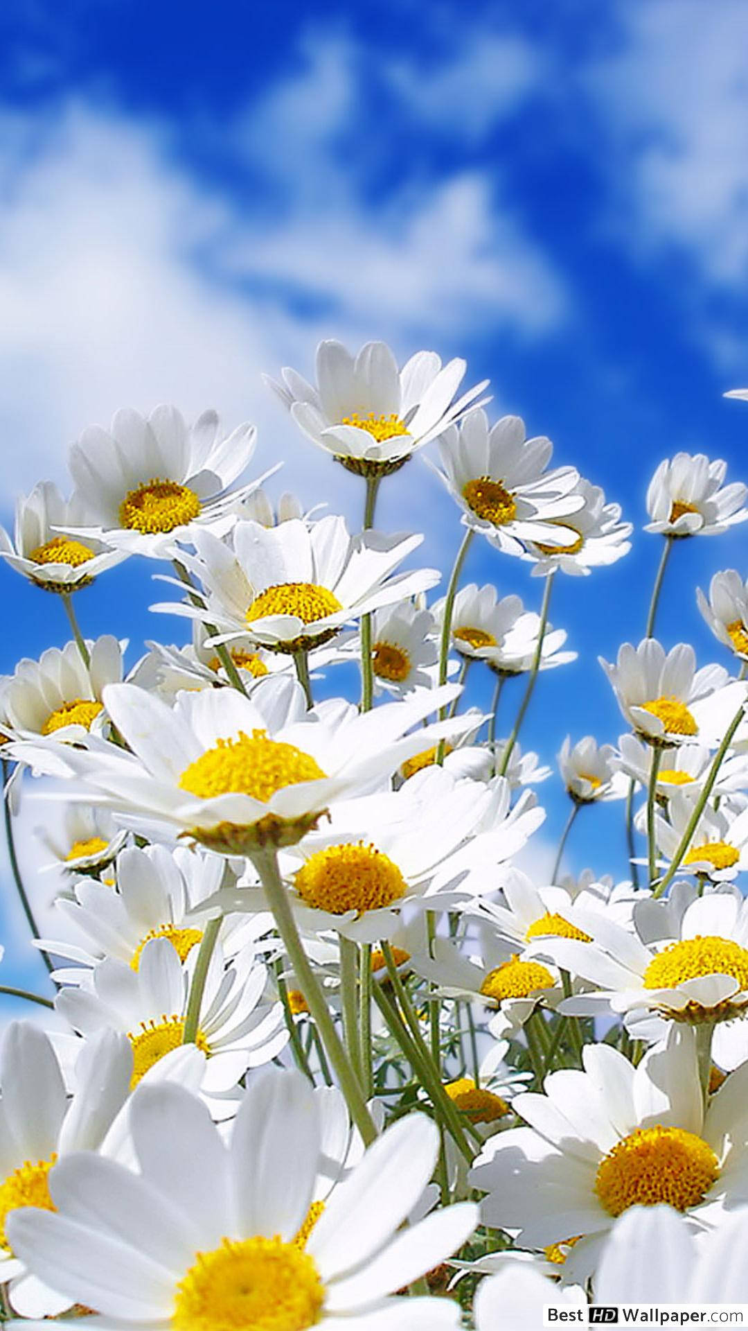 Daisies And Clouds Phone Wallpaper
