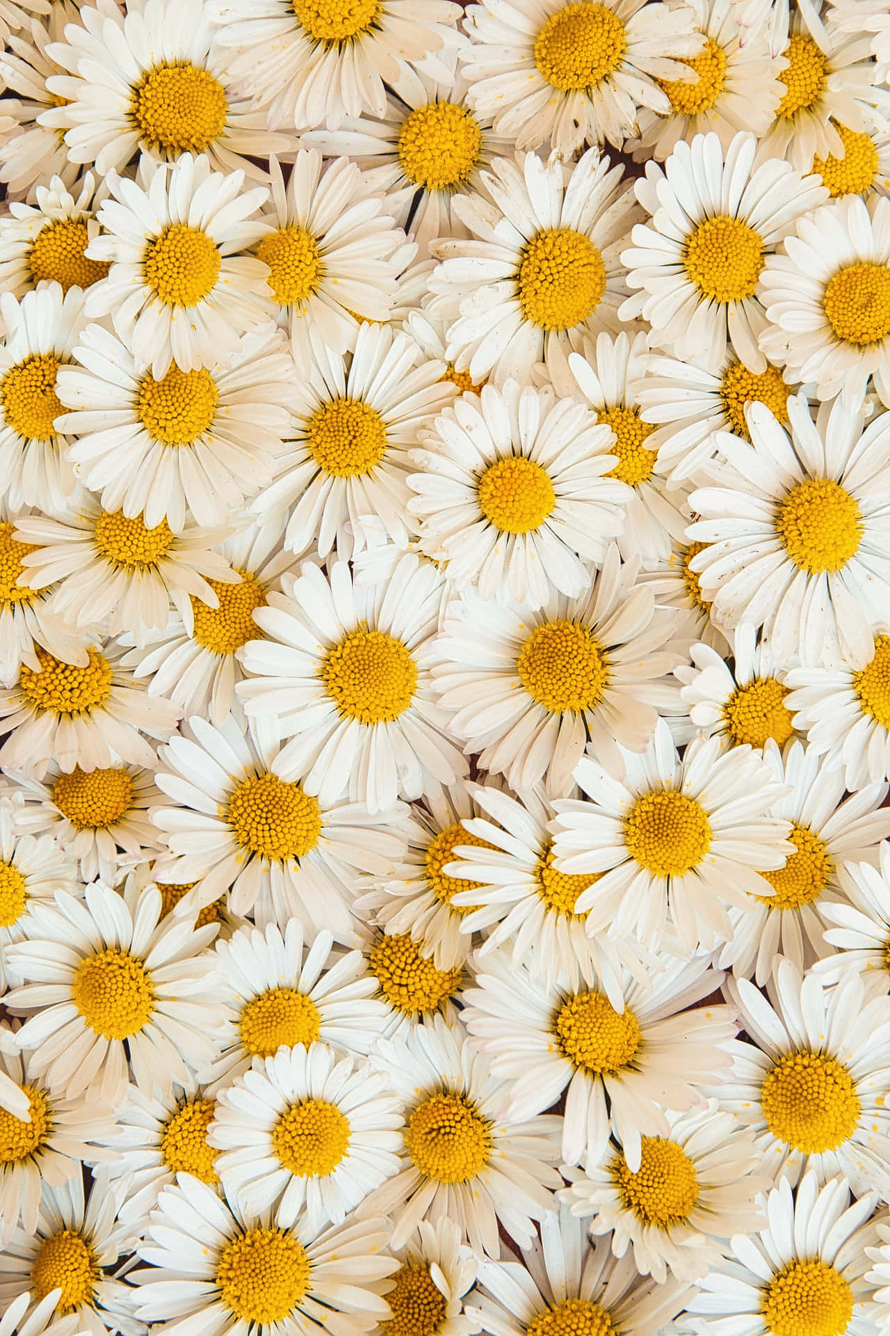Top 999+ Flowers Background Full HD, 4K✅Free to Use