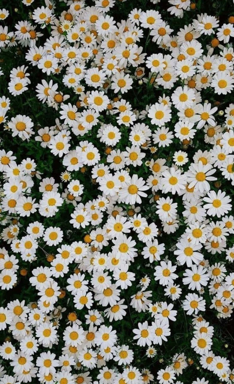 Aerial View Of Daisies Background 782 x 1280 Background