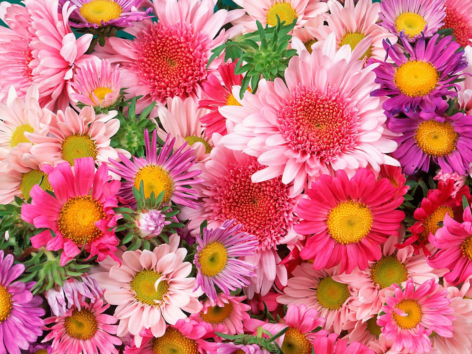 Pink And Purple Daisies Background