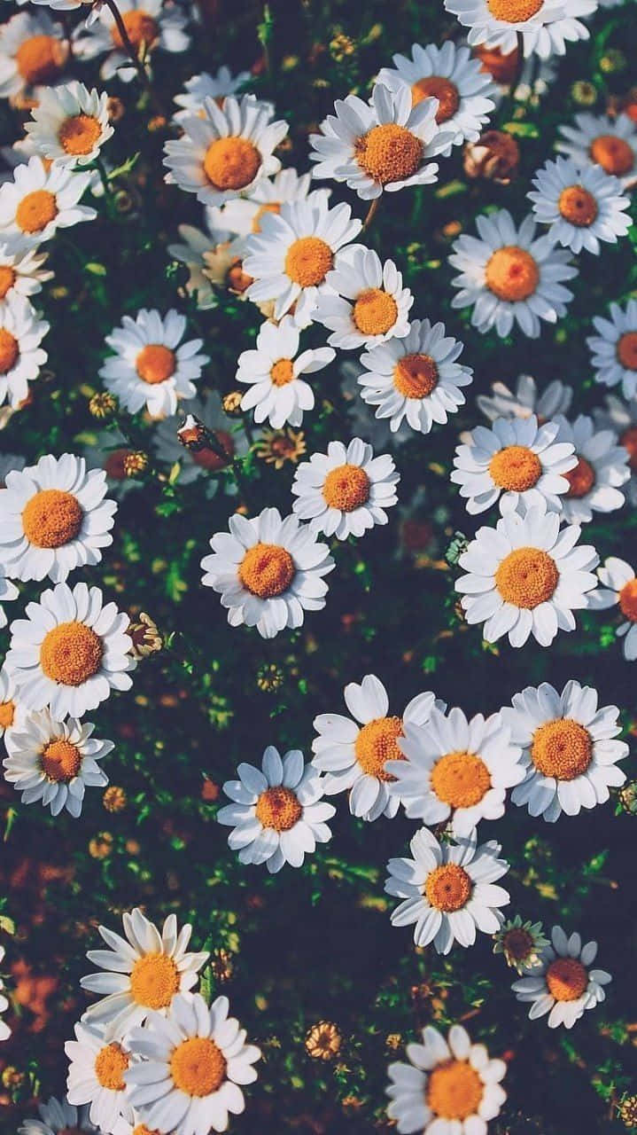 Faded Filter Effect Daisies Background 719 x 1280 Background