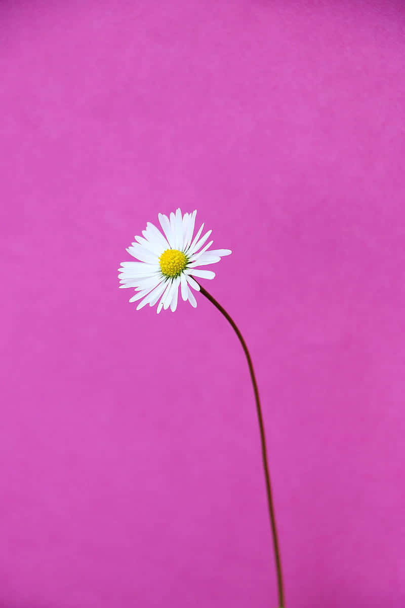 Deep Purple With A Daisy Background 800 x 1200 Background