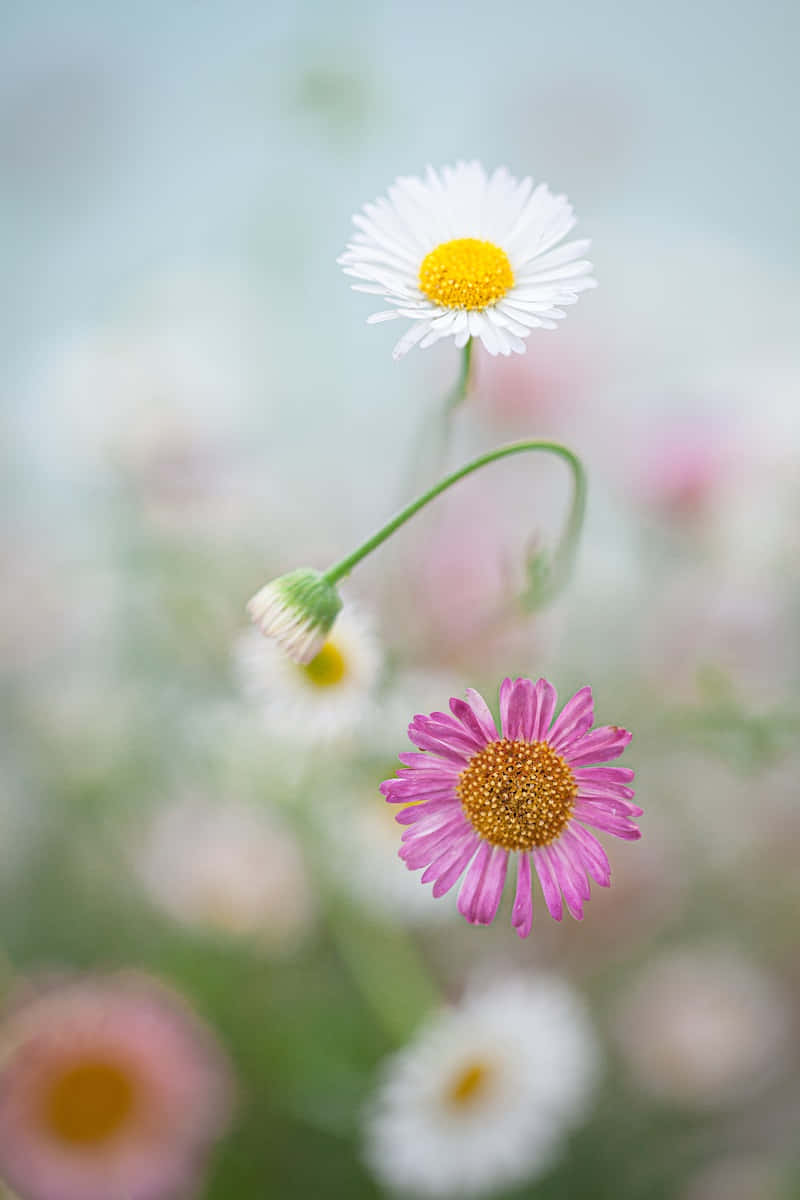 Lone Pink And White Daisies Background