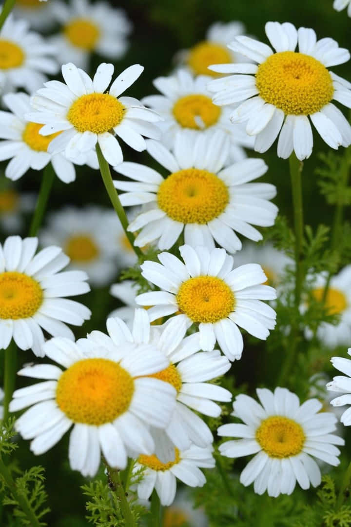Focused Image Of Daisies Background 720 x 1080 Background
