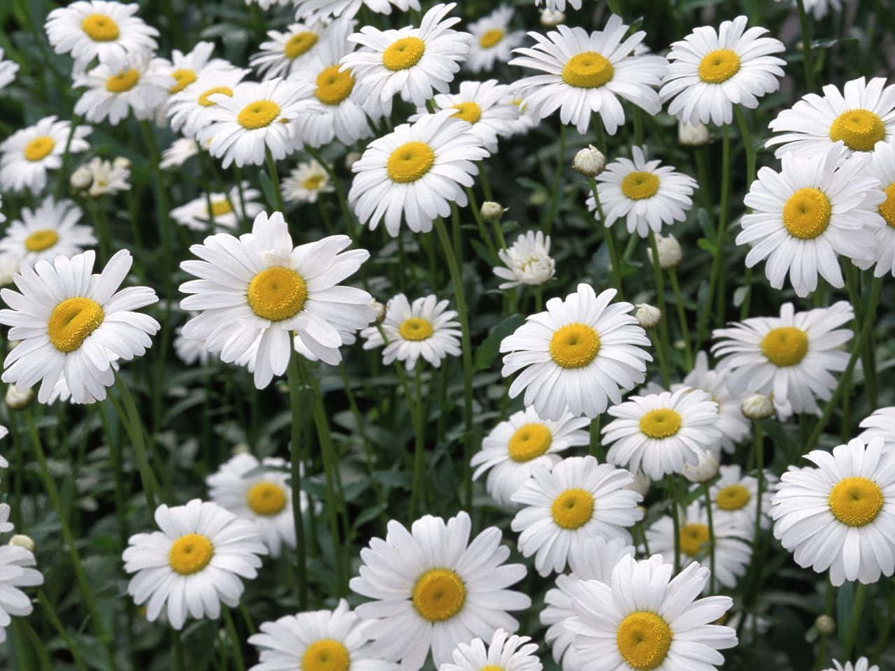 Several Daisies Background 1280 x 960 Background