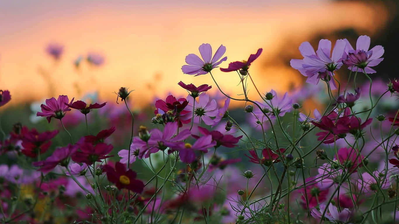 A Beautiful Field of Daisy Flowers