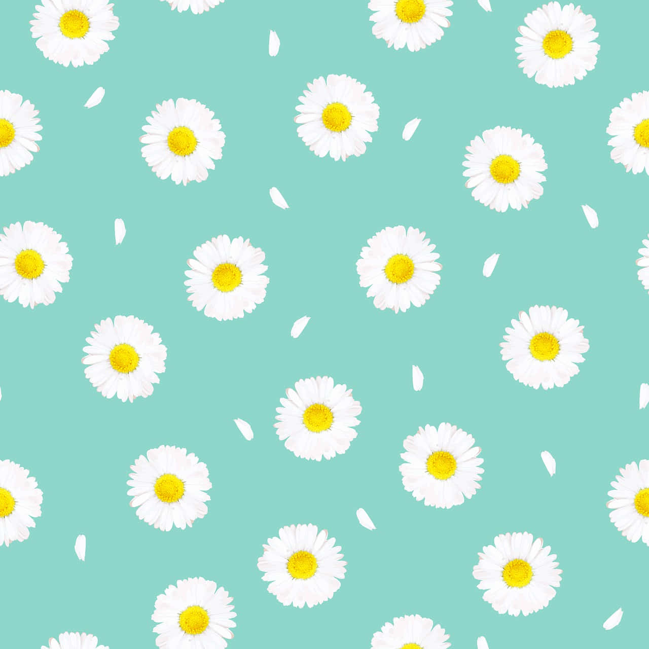 Teal Daisies Background