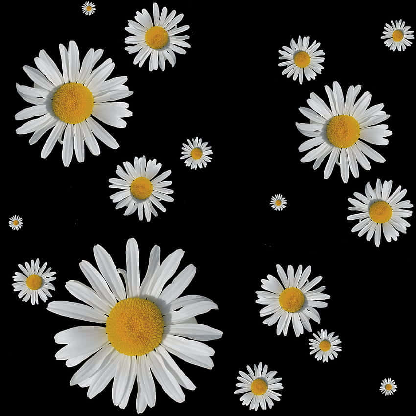 Plain Black With Daisies Background 850 x 850 Background