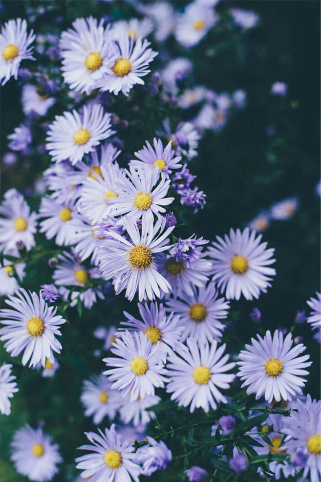 Hintergrundmit Lavendel Lila Gänseblümchen