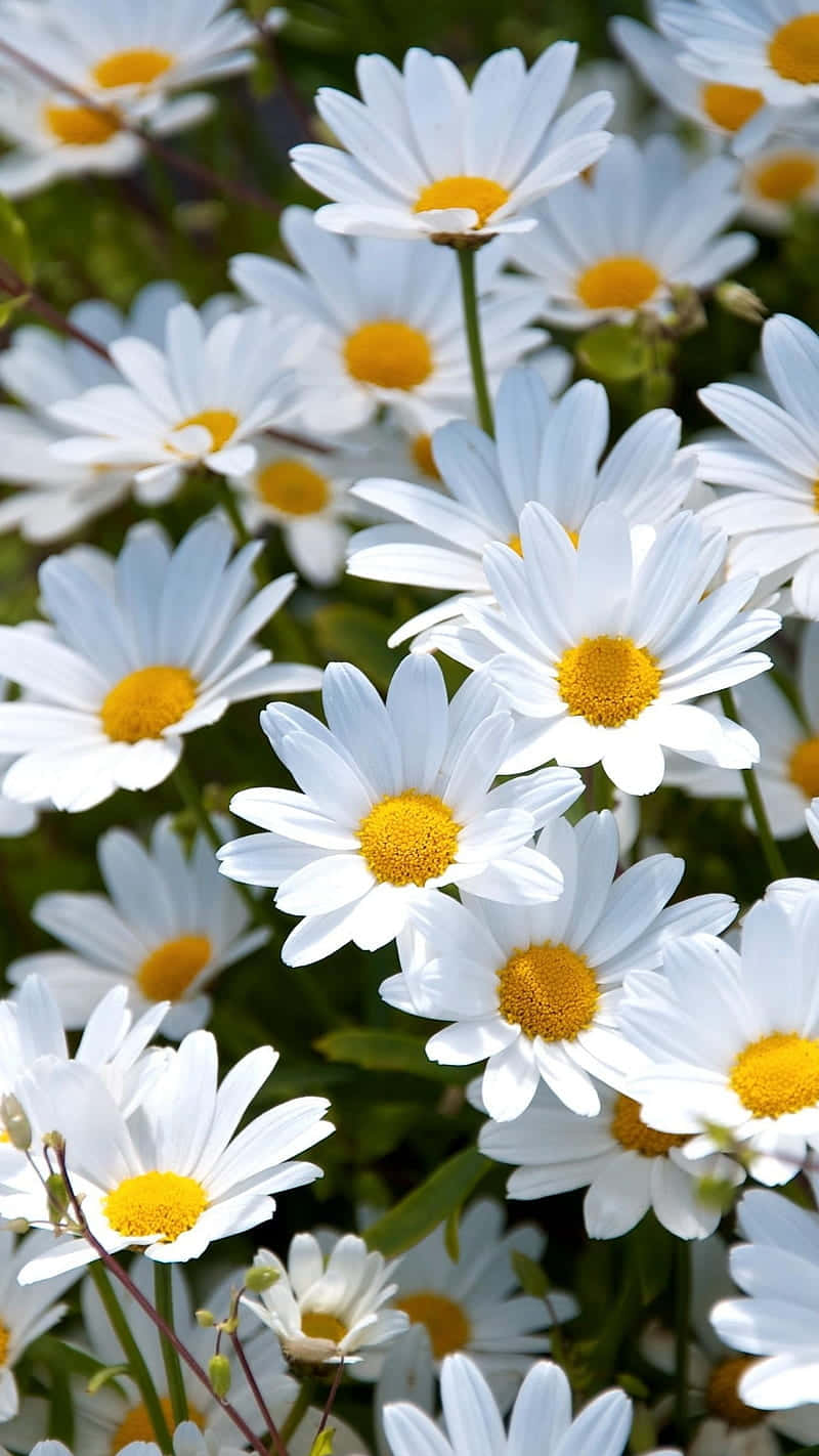 Blooming Daisies Background