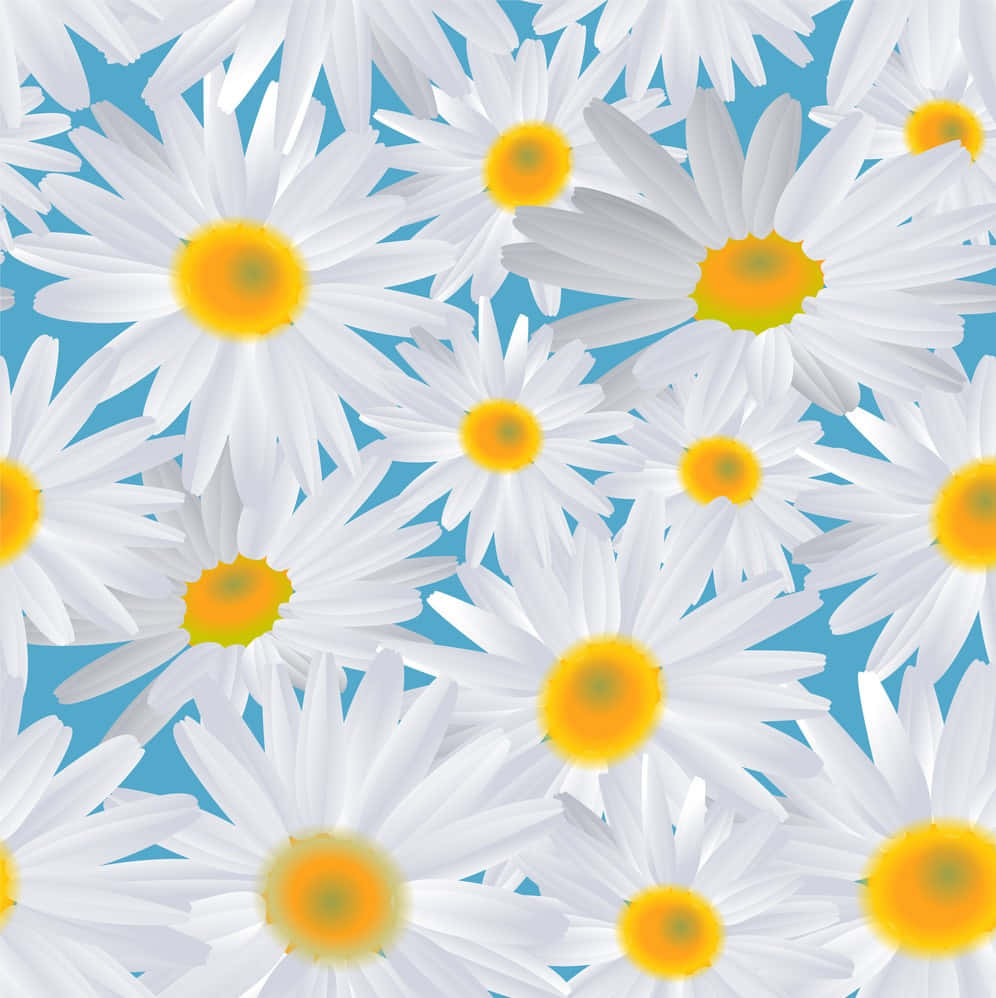 Blue Sky And Daisies Background 996 x 998 Background