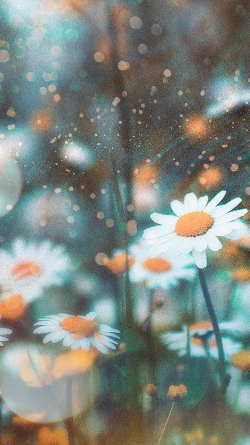 Daisies_ Behind_ Rainy_ Glass Wallpaper