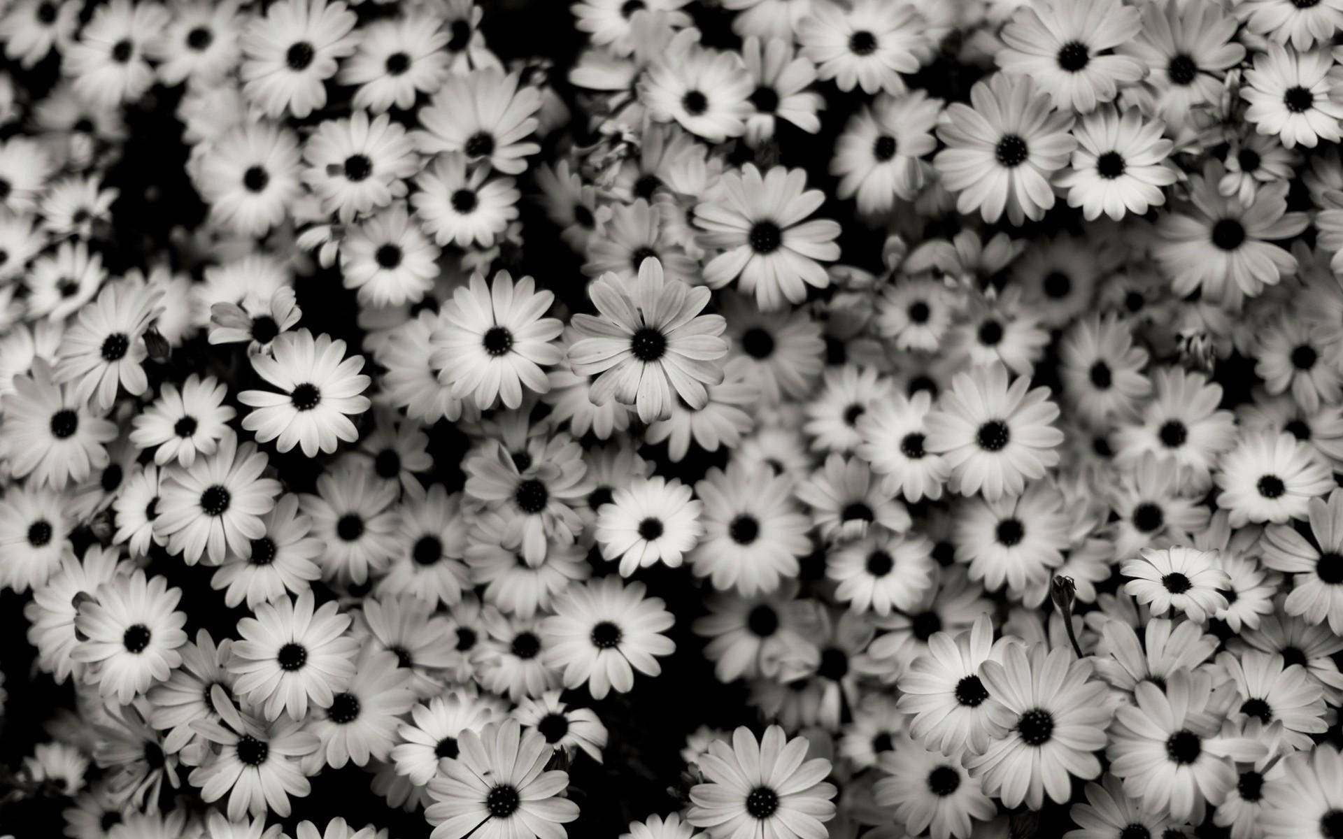 tumblr daisies wallpaper