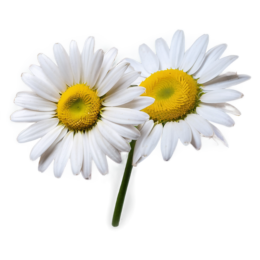 Download Daisies C | Wallpapers.com